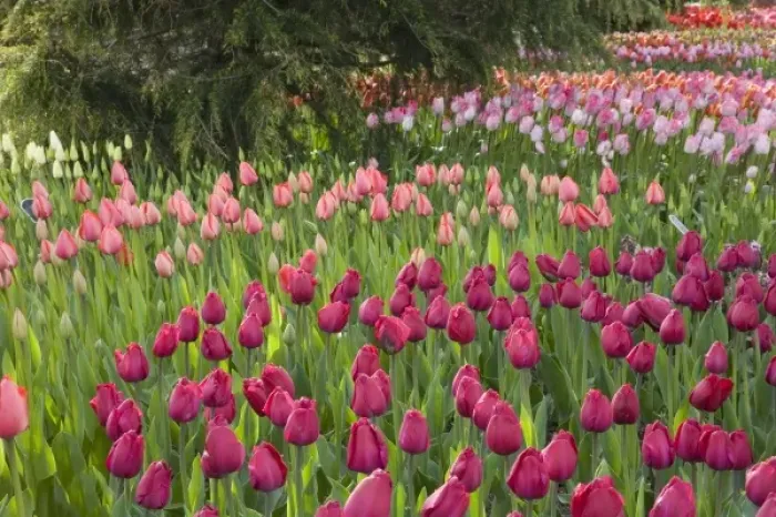 Framed Print : WA, Skagit Valley, Roozengaarde Tulip Garden Framed Print : WA, Skagit Valley, Roozengaarde Tulip Garden