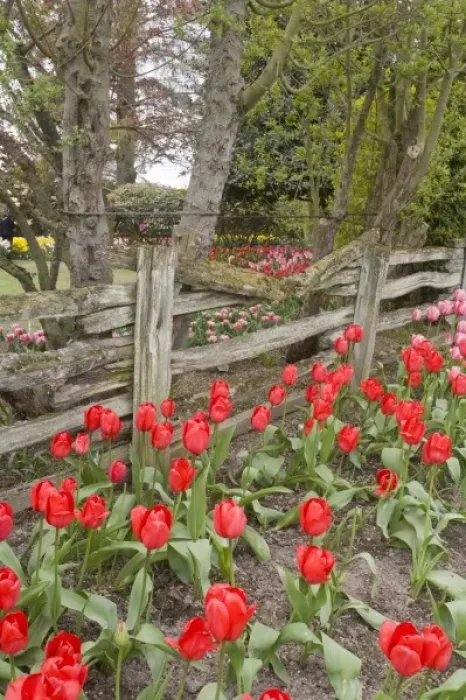 Framed Print : WA, Skagit Valley, Roozengaarde Tulip Garden, Tulips and wood fence Framed Print : WA, Skagit Valley, Roozengaarde Tulip Garden, Tulips and wood fence