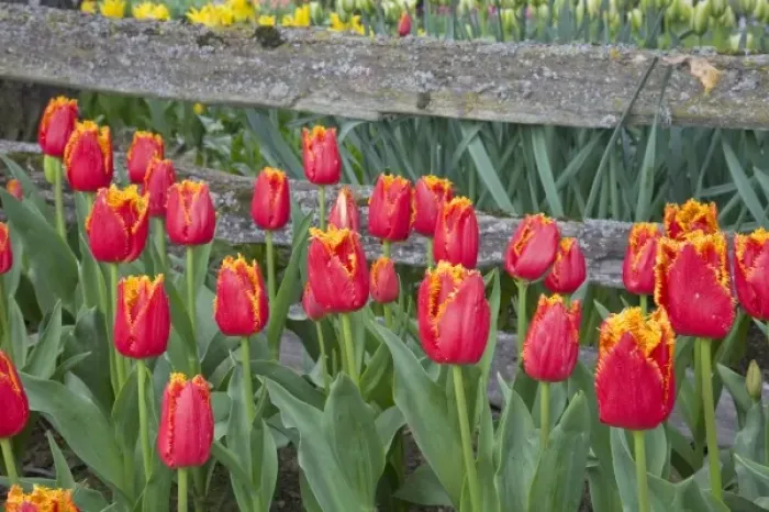 Framed Print : WA, Skagit Valley, Roozengaarde Tulip Garden, Tulips and wood fence Framed Print : WA, Skagit Valley, Roozengaarde Tulip Garden, Tulips and wood fence