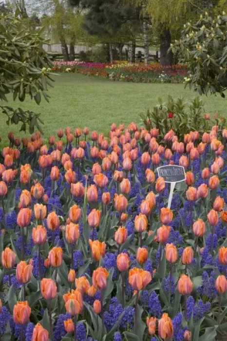 Framed Print : WA, Skagit Valley, Roozengaarde Tulip Garden
