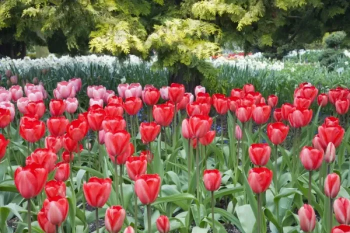 Framed Print : WA, Skagit Valley, Roozengaarde Tulip Garden
