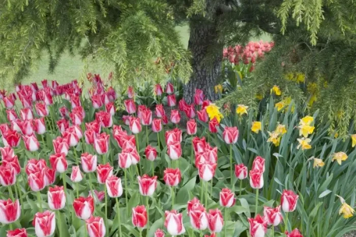 Framed Print : WA, Skagit Valley, Roozengaarde Tulip Garden, Colorful tulip scene Framed Print : WA, Skagit Valley, Roozengaarde Tulip Garden, Colorful tulip scene