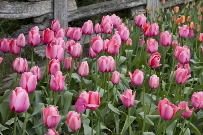 Framed Print : WA, Skagit Valley, Roozengaarde Tulip Garden, Colorful tulips Framed Print : WA, Skagit Valley, Roozengaarde Tulip Garden, Colorful tulips