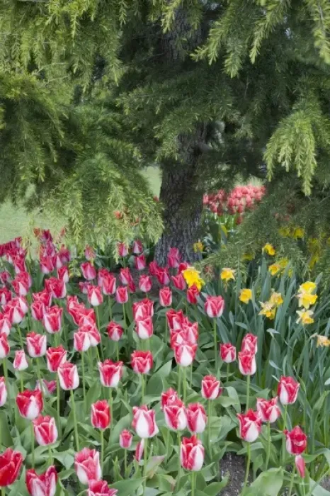 Framed Print : WA, Skagit Valley, Roozengaarde Tulip Garden, Colorful tulip scene