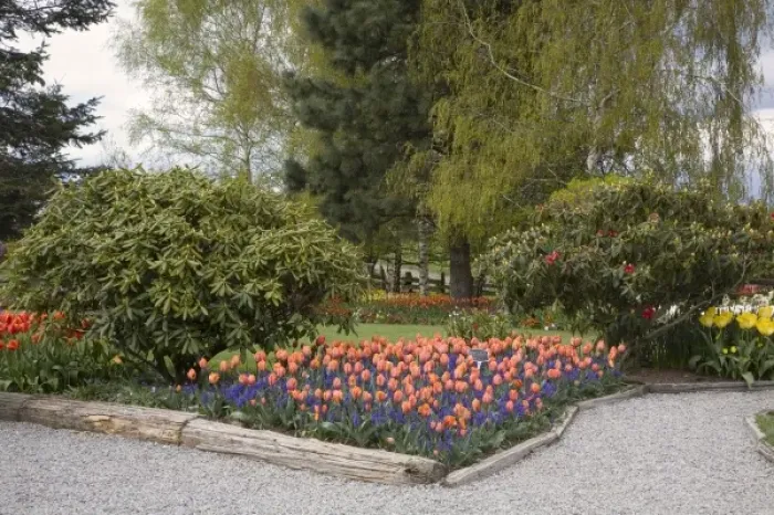 Framed Print : WA, Skagit Valley, Roozengaarde Tulip Garden