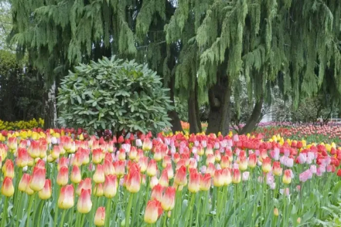 Framed Print : WA, Skagit Valley, Roozengaarde Tulip Garden, Colorful tulip scene Framed Print : WA, Skagit Valley, Roozengaarde Tulip Garden, Colorful tulip scene