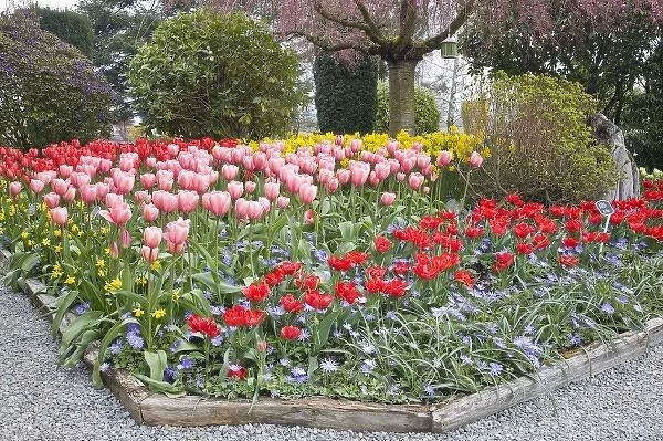 WA, Skagit Valley, Roozengaarde Tulip Garden