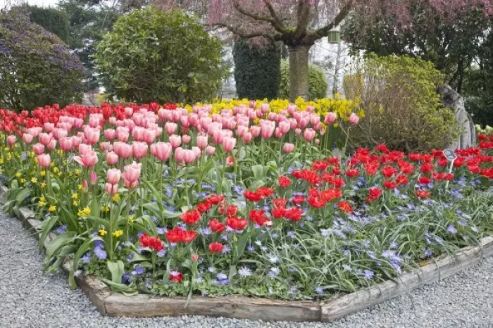 Framed Print : WA, Skagit Valley, Roozengaarde Tulip Garden Framed Print : WA, Skagit Valley, Roozengaarde Tulip Garden