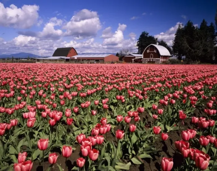 Framed Print : WA, Skagit Valley, Skagit Valley Tulip Festival, Tulip and Daffodil Fields