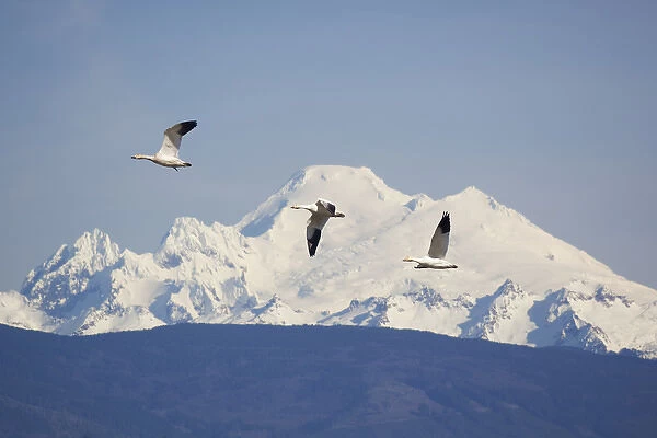 WA, Skagit Valley, Snow Geese with Mount Baker