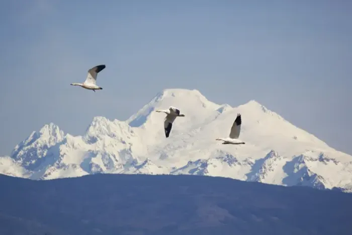 Framed Print : WA, Skagit Valley, Snow Geese with Mount Baker Framed Print : WA, Skagit Valley, Snow Geese with Mount Baker