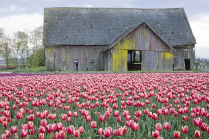 Framed Print : WA, Skagit Valley, Tulip Field and Barn Framed Print : WA, Skagit Valley, Tulip Field and Barn
