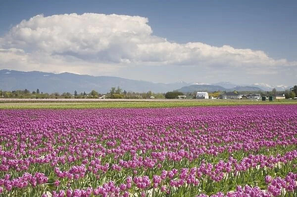 WA, Skagit Valley, Tulip Field in full bloom