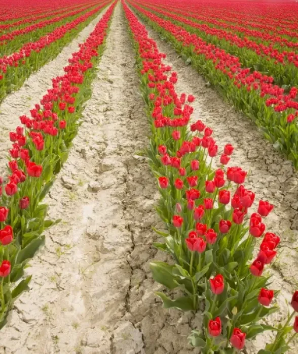 Framed Print : WA, Skagit Valley, Tulip Field in full bloom Framed Print : WA, Skagit Valley, Tulip Field in full bloom