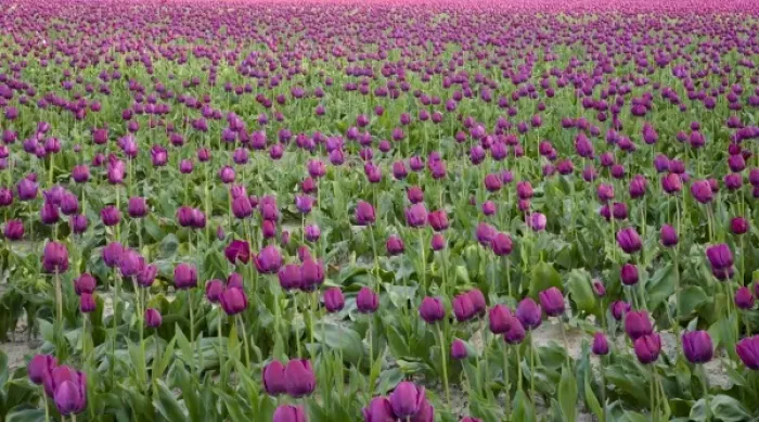 Framed Print : WA, Skagit Valley, Tulip Field in full bloom