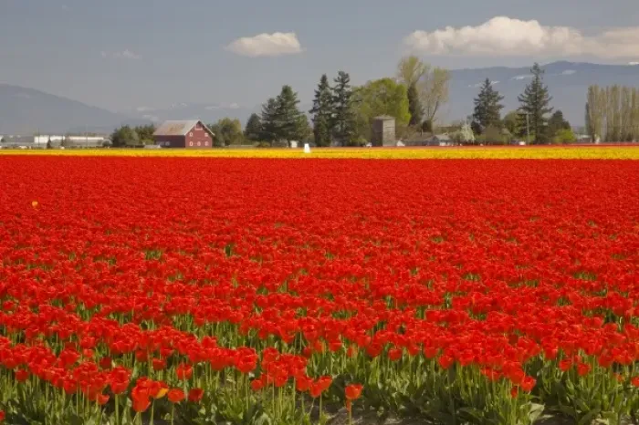 Framed Print : WA, Skagit Valley, Tulip Field in full bloom Framed Print : WA, Skagit Valley, Tulip Field in full bloom