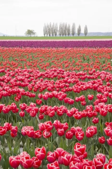 Framed Print : WA, Skagit Valley, Tulip Field in full bloom Framed Print : WA, Skagit Valley, Tulip Field in full bloom