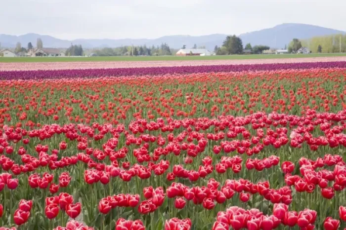 Framed Print : WA, Skagit Valley, Tulip Field in full bloom Framed Print : WA, Skagit Valley, Tulip Field in full bloom