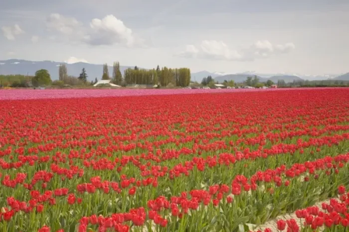 Framed Print : WA, Skagit Valley, Tulip Field in full bloom Framed Print : WA, Skagit Valley, Tulip Field in full bloom