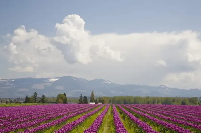 Framed Print : WA, Skagit Valley, Tulip Field in full bloom Framed Print : WA, Skagit Valley, Tulip Field in full bloom