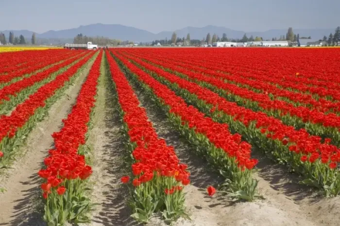 Framed Print : WA, Skagit Valley, Tulip Field in full bloom Framed Print : WA, Skagit Valley, Tulip Field in full bloom