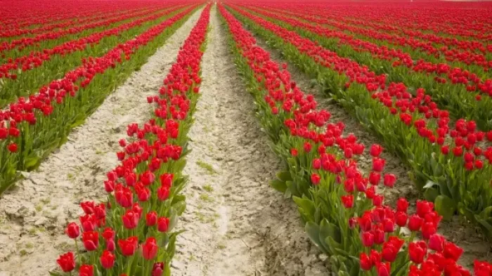 Framed Print : WA, Skagit Valley, Tulip Field in full bloom