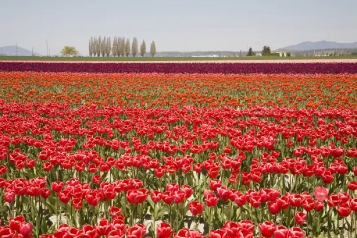 Framed Print : WA, Skagit Valley, Tulip Field in full bloom Framed Print : WA, Skagit Valley, Tulip Field in full bloom