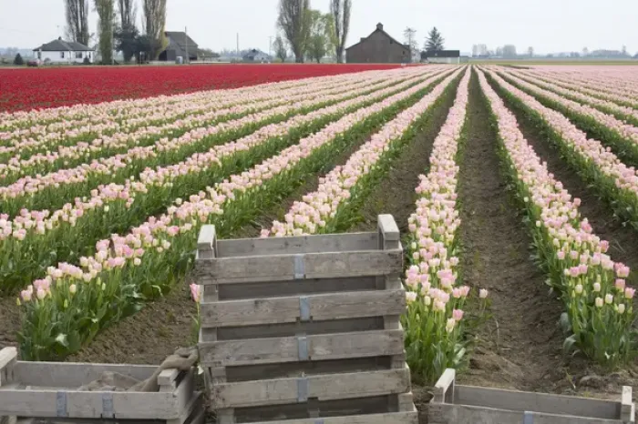 Framed Print : WA, Skagit Valley, Tulip fields in full bloom Framed Print : WA, Skagit Valley, Tulip fields in full bloom