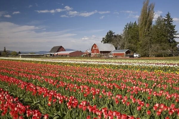 WA, Skagit Valley, Tulip fields in bloom, at Tulip Towne