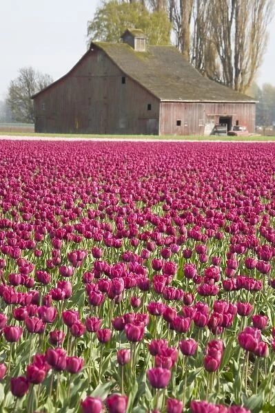 WA, Skagit Valley, Tulip fields in full bloom