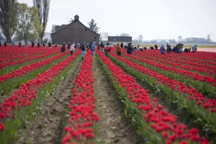 Framed Print : WA, Skagit Valley, Tulip fields in full bloom, workers cutting tulips for market Framed Print : WA, Skagit Valley, Tulip fields in full bloom, workers cutting tulips for market