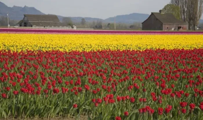 Framed Print : WA, Skagit Valley, Tulip fields in full bloom Framed Print : WA, Skagit Valley, Tulip fields in full bloom