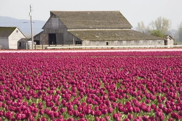 WA, Skagit Valley, Tulip fields in full bloom