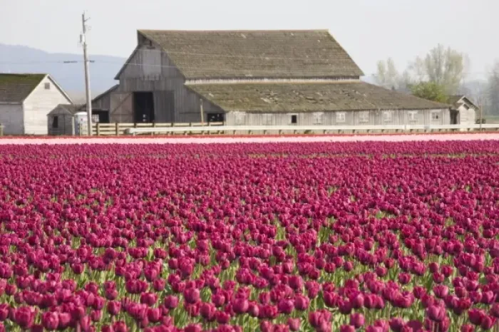 Framed Print : WA, Skagit Valley, Tulip fields in full bloom Framed Print : WA, Skagit Valley, Tulip fields in full bloom