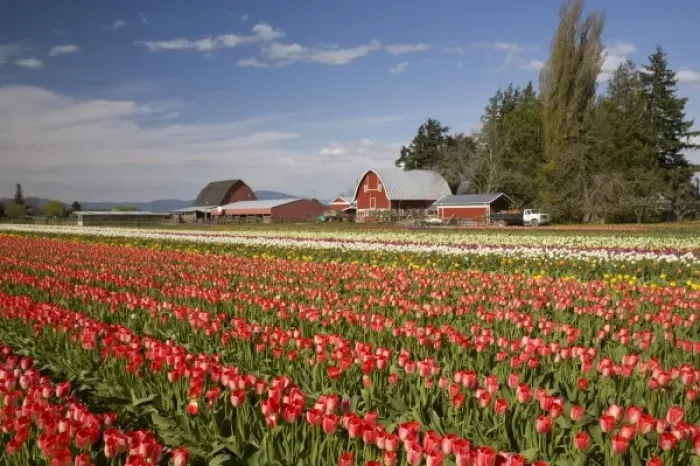 Framed Print : WA, Skagit Valley, Tulip fields in bloom, at Tulip Towne Framed Print : WA, Skagit Valley, Tulip fields in bloom, at Tulip Towne