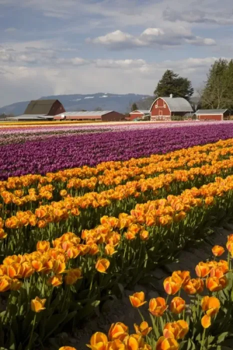Framed Print : WA, Skagit Valley, Tulip fields in bloom, at Tulip Towne Framed Print : WA, Skagit Valley, Tulip fields in bloom, at Tulip Towne