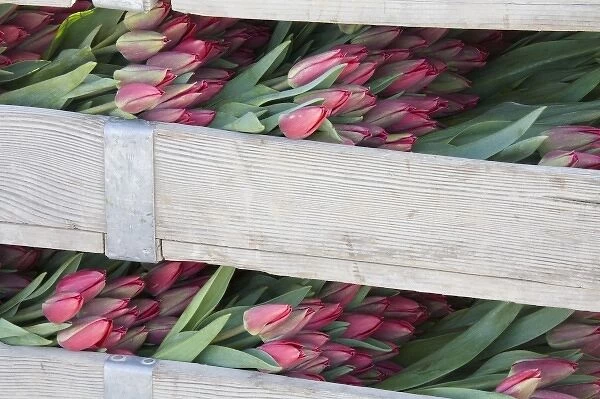 WA, Skagit Valley, Tulips cut and ready for market