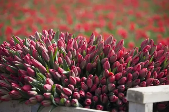 Framed Print : WA, Skagit Valley, Tulips cut and ready for market Framed Print : WA, Skagit Valley, Tulips cut and ready for market