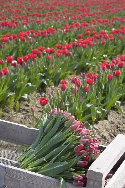 WA, Skagit Valley, Tulips cut and ready for market