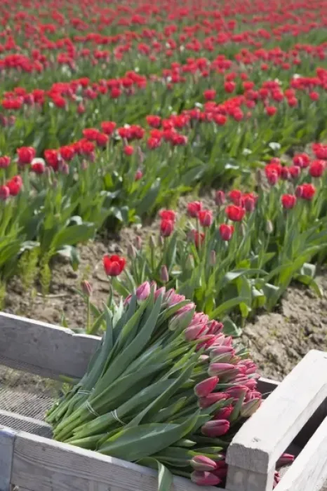 Framed Print : WA, Skagit Valley, Tulips cut and ready for market Framed Print : WA, Skagit Valley, Tulips cut and ready for market