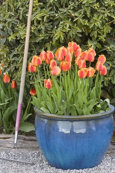 WA, Skagit Valley, Tulips in pot
