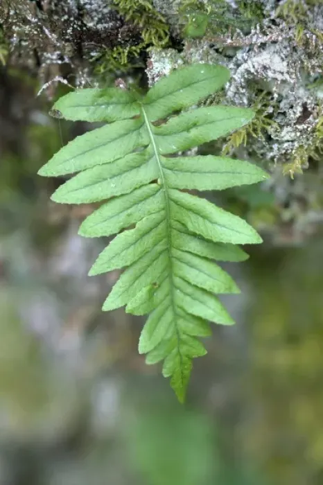 Framed Print : WA, Tiger Mountain State Forest, Licorice fern, growing from moss Framed Print : WA, Tiger Mountain State Forest, Licorice fern, growing from moss