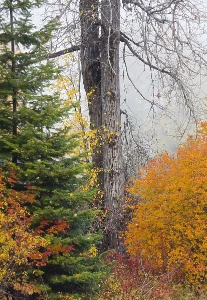 WA, Wenatchee National Forest, Black Cottonwood tree and colorful autumn foliage