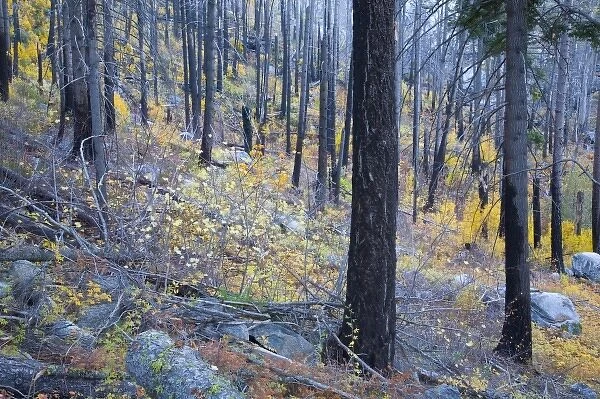 WA, Wenatchee National Forest, colorful autumn foliage, in burned pine forest