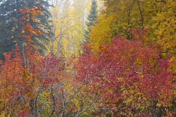 WA, Wenatchee National Forest, colorful autumn foliage
