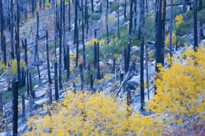Framed Print : WA, Wenatchee National Forest, colorful autumn foliage, in burned pine forest