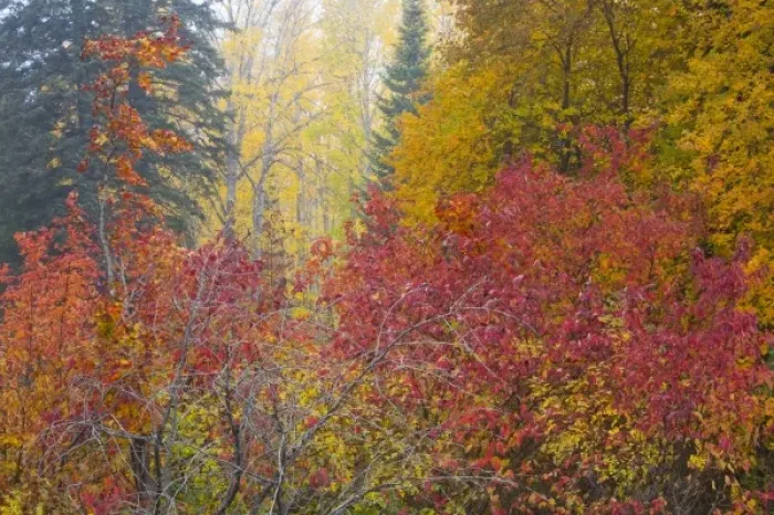 Framed Print : WA, Wenatchee National Forest, colorful autumn foliage