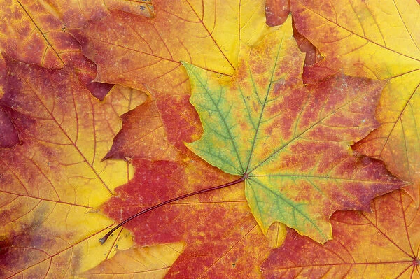 WA, Wenatchee National Forest, Maple leaf pattern