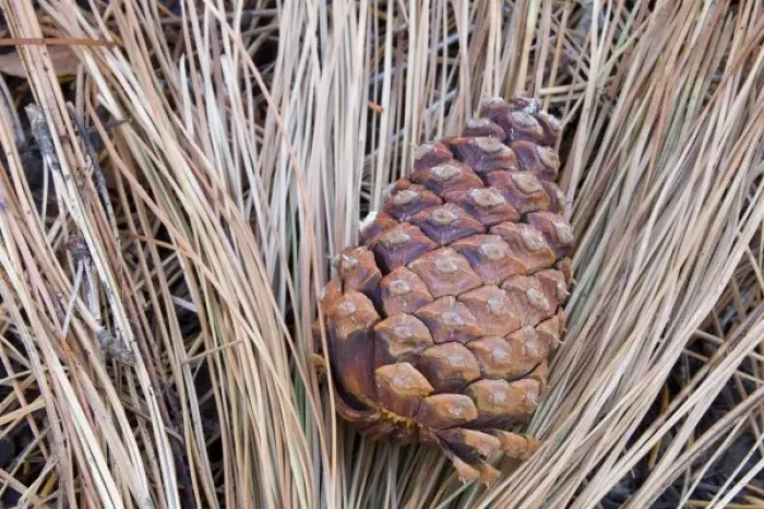 Framed Print : WA, Wenatchee National Forest, Ponderosa Pine cone and needles Framed Print : WA, Wenatchee National Forest, Ponderosa Pine cone and needles
