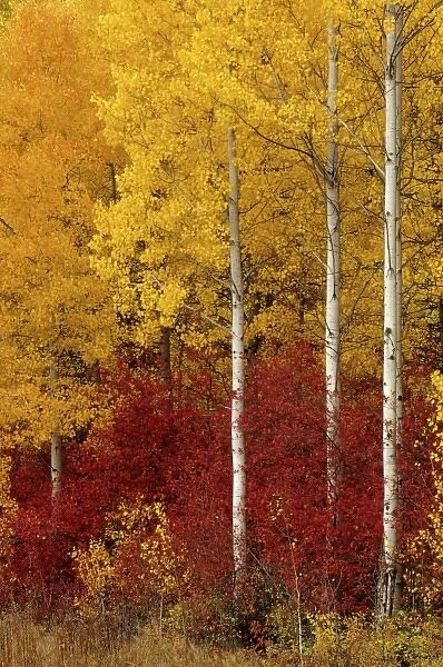 WA, Wenatchee NF, aspen trees in autumn